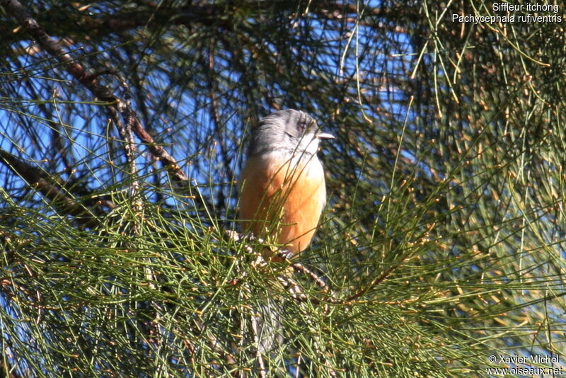 Rufous Whistler male