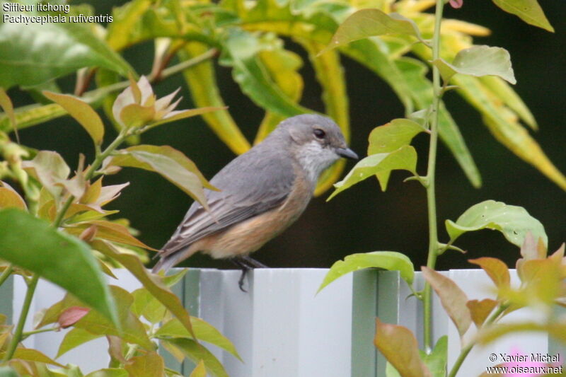 Siffleur itchong, identification