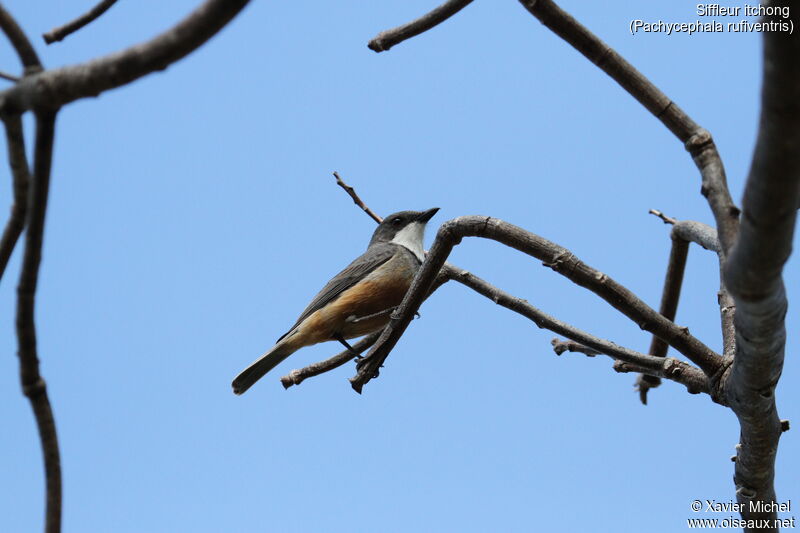 Rufous Whistler male adult