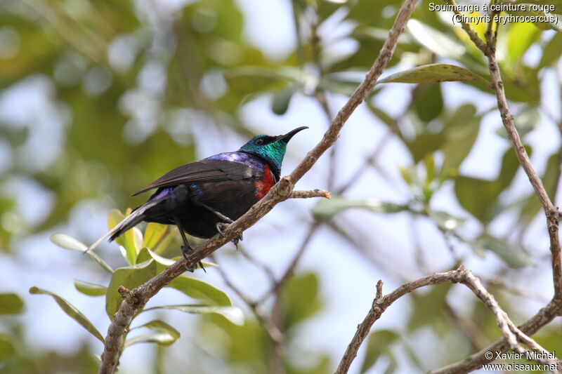 Red-chested Sunbirdadult