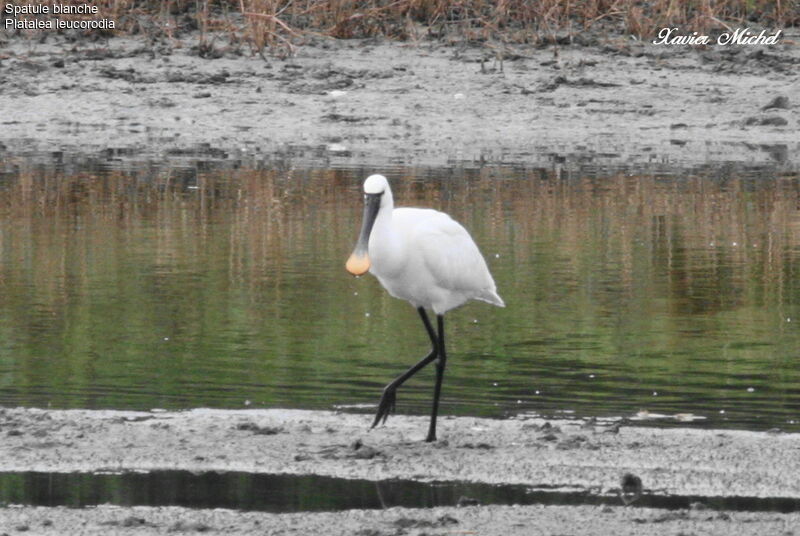 Eurasian Spoonbill