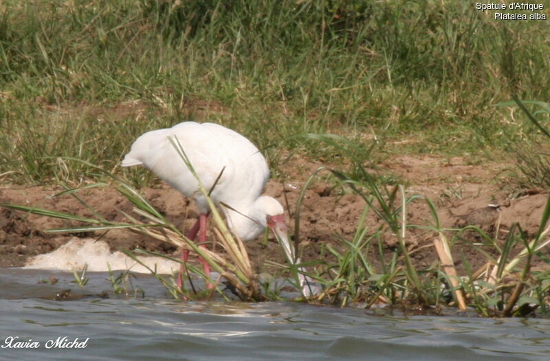 African Spoonbill