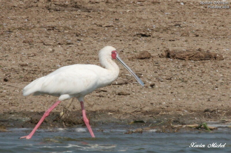 African Spoonbill