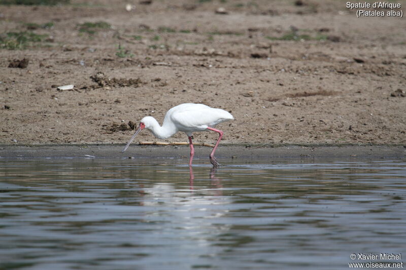 African Spoonbilladult