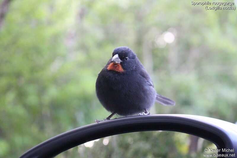 Lesser Antillean Bullfinch male adult, identification