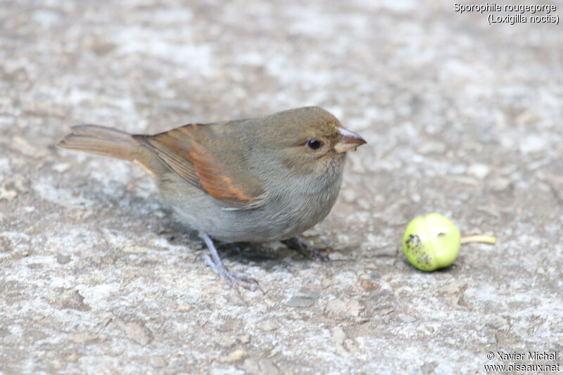 Lesser Antillean Bullfinch female adult, identification