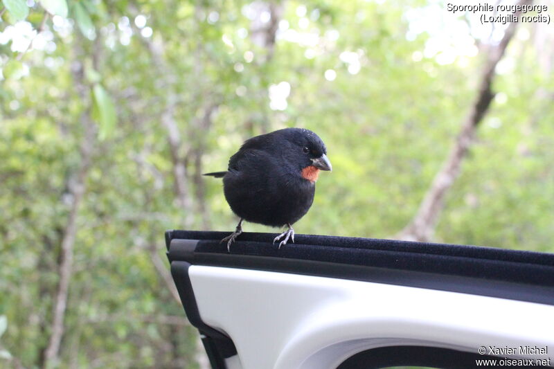 Lesser Antillean Bullfinch