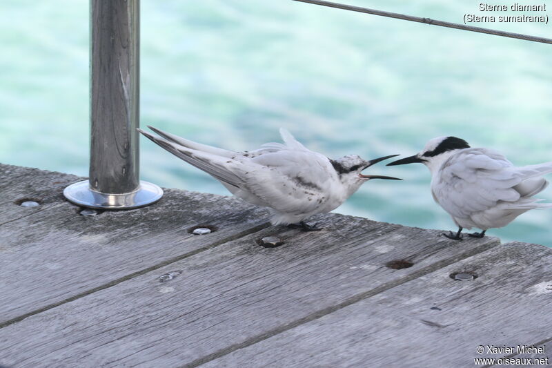 Black-naped Tern