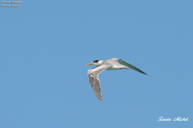 Greater Crested Tern, Flight