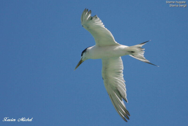 Greater Crested Tern, Flight