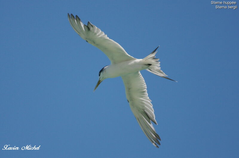 Greater Crested Tern, Flight