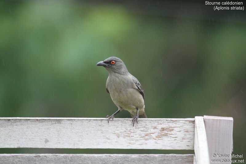 Striated Starlingimmature