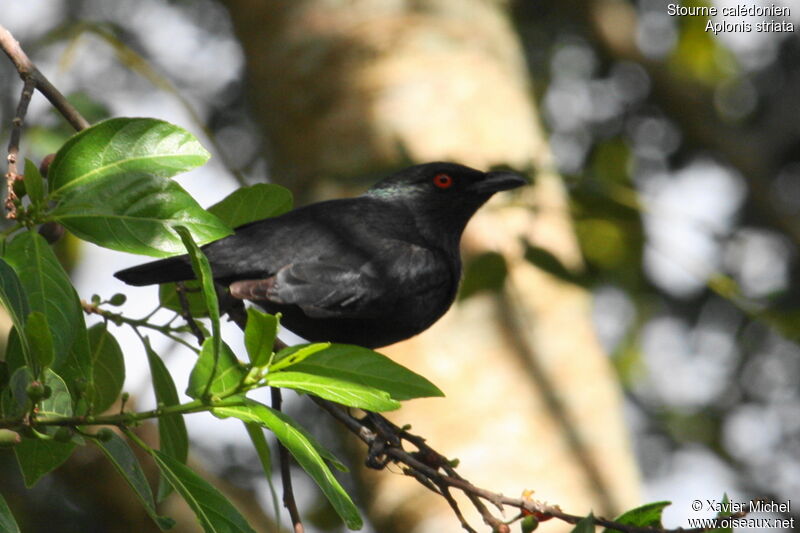 Striated Starling, identification