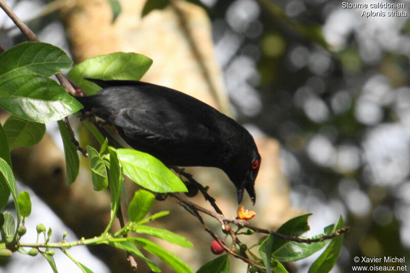 Striated Starling, identification, feeding habits