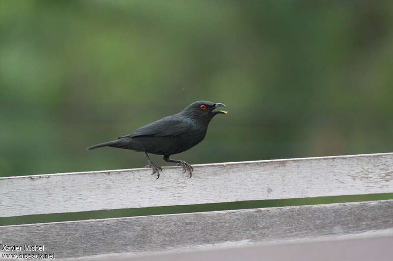 Striated Starling male adult, eats