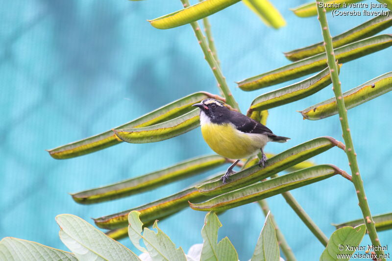 Bananaquitadult, identification