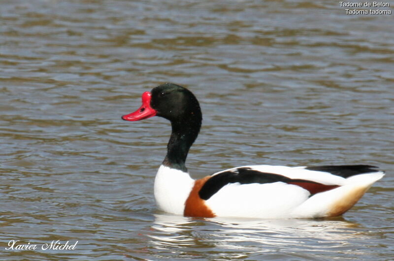 Common Shelduck male adult breeding, identification