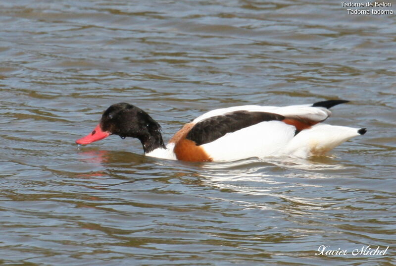 Common Shelduck female adult breeding, identification