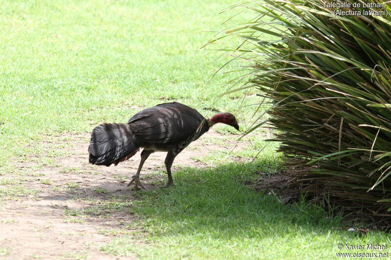 Australian Brushturkeyadult