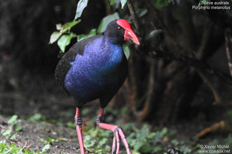 Talève australe, identification