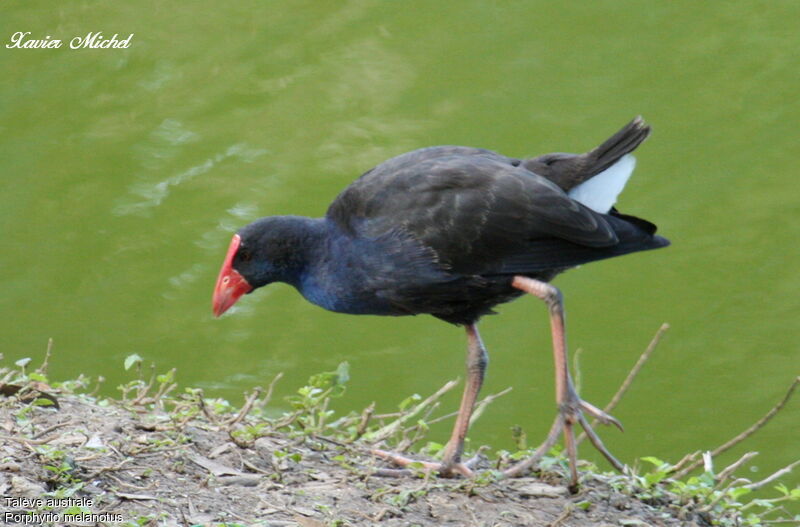 Australasian Swamphenadult