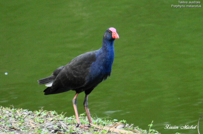 Talève australeadulte, identification