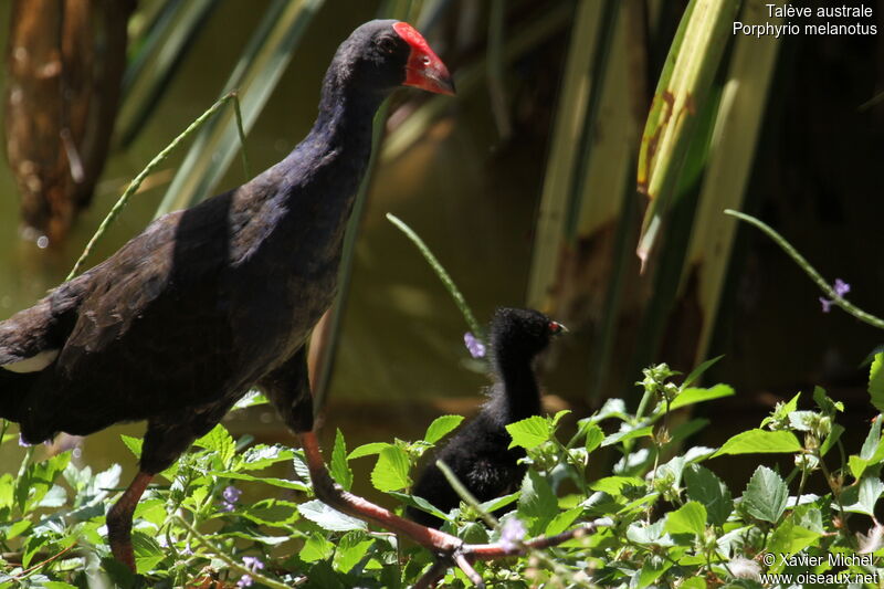 Australasian Swamphen, identification