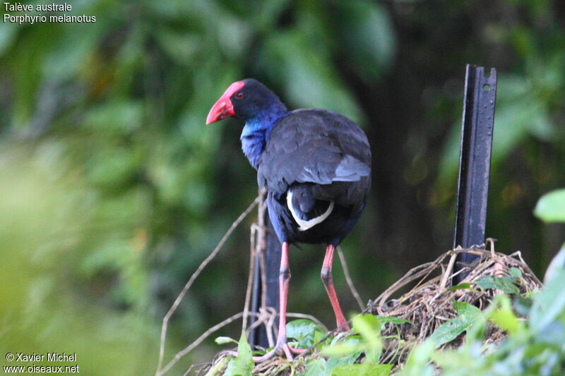 Australasian Swamphen, identification