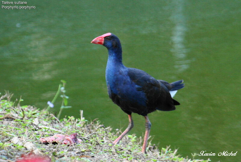 Western Swamphenadult, identification