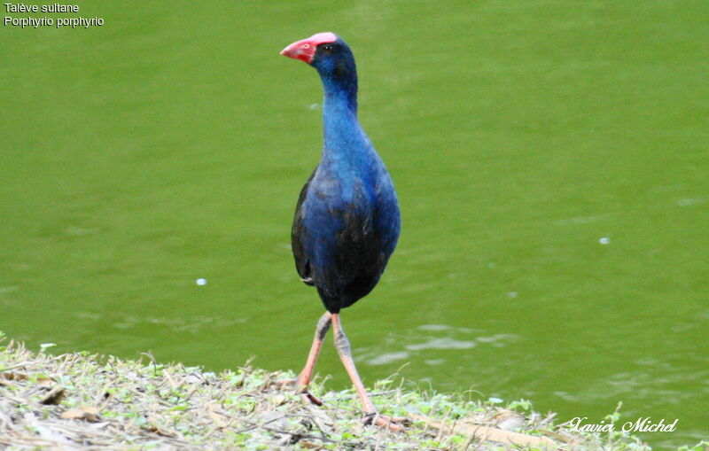 Talève sultaneadulte, identification