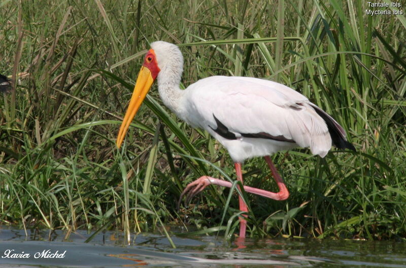 Tantale ibis