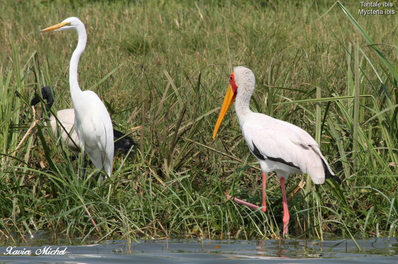 Tantale ibis