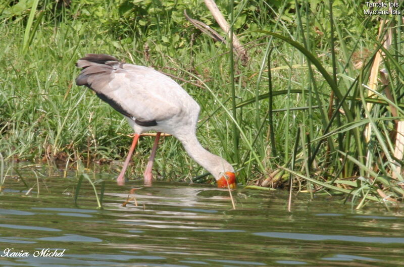 Yellow-billed Stork