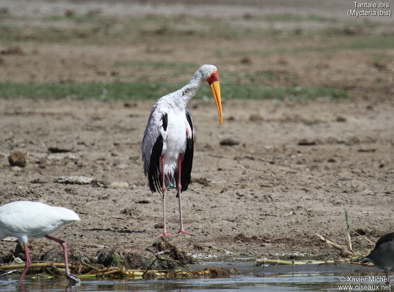 Yellow-billed Storkadult, identification