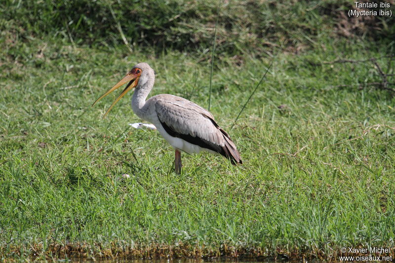 Yellow-billed Storkimmature