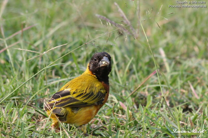 Black-headed Weaver male adult