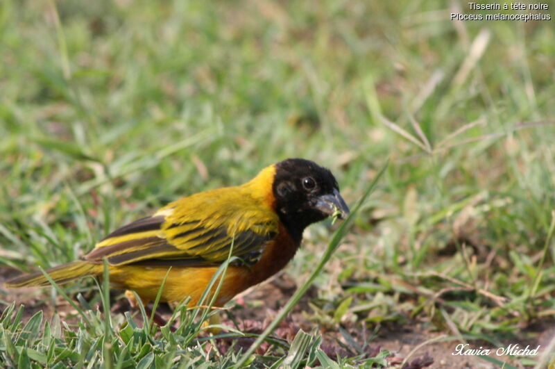 Black-headed Weaver male adult