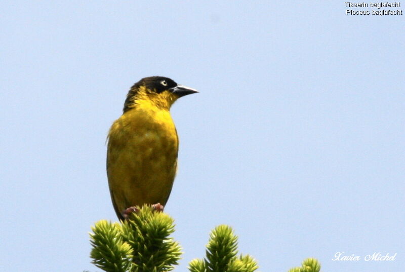 Baglafecht Weaver female adult