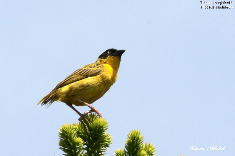 Baglafecht Weaver female adult