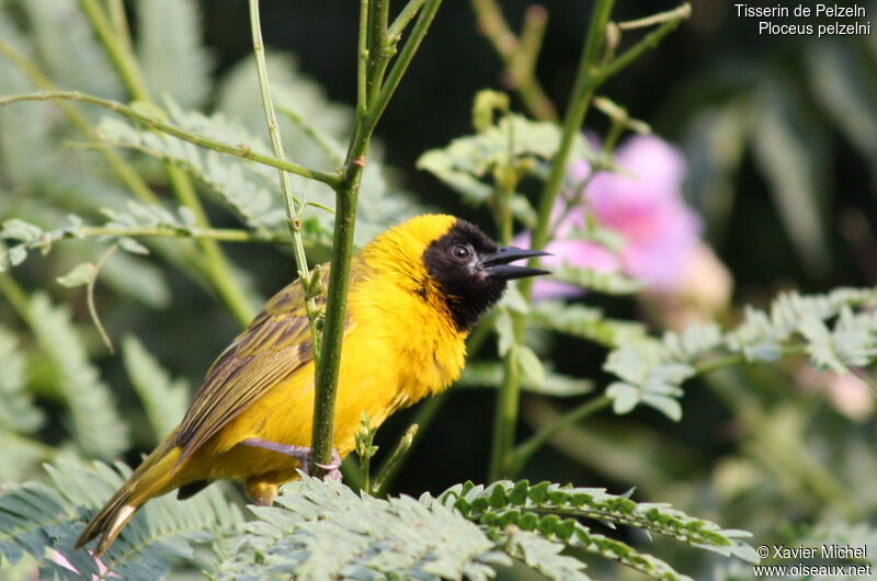 Slender-billed Weaver male adult