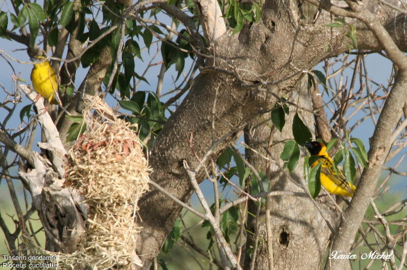 Village Weaver adult breeding