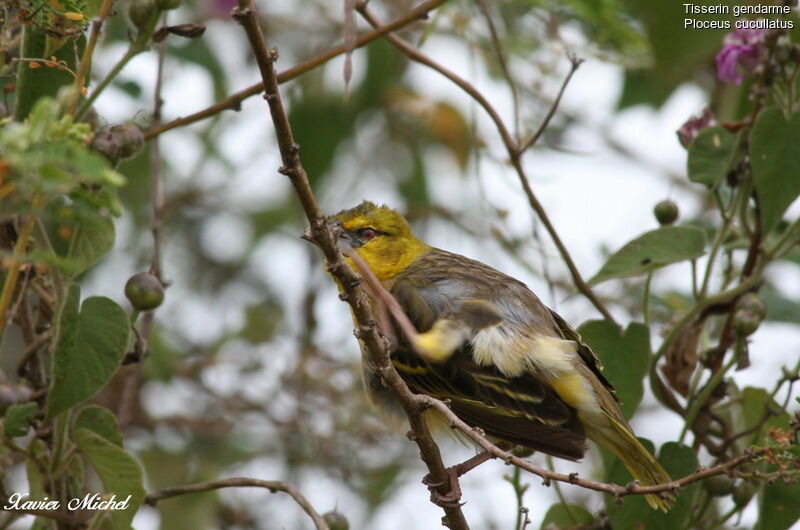 Village Weaver female