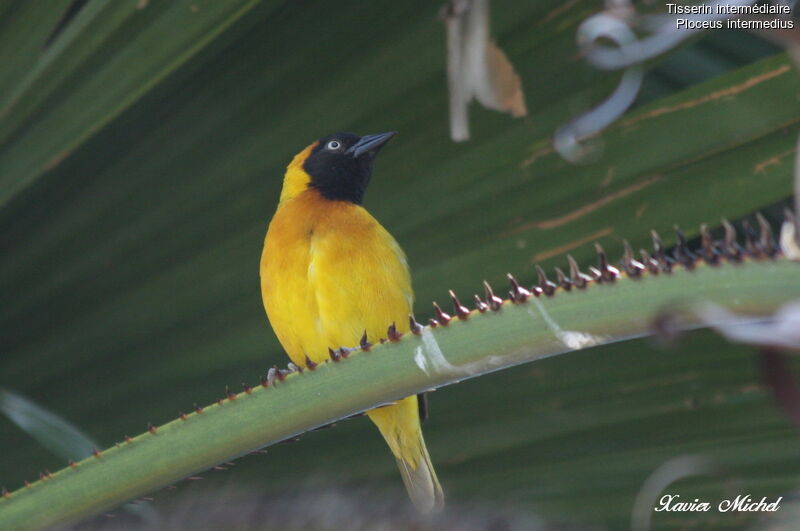 Lesser Masked Weaver male