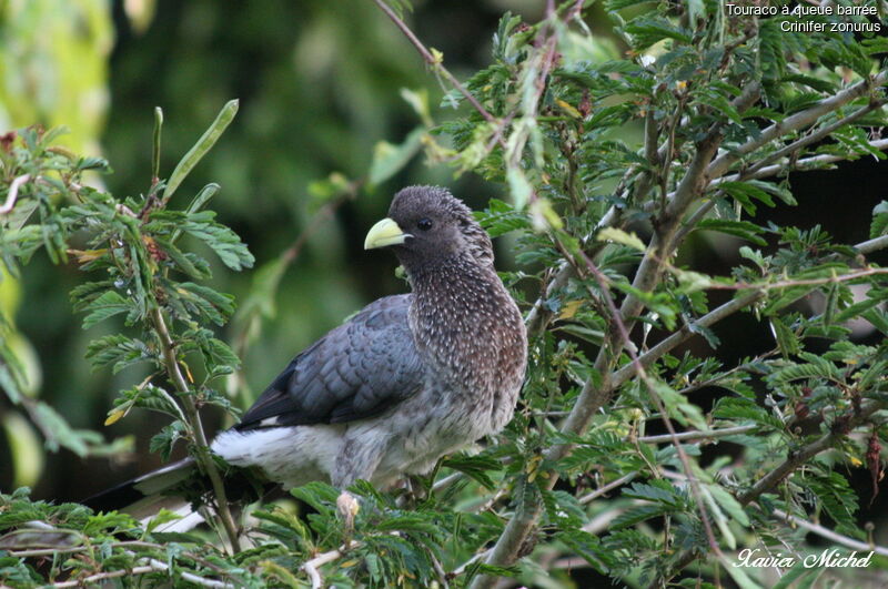 Eastern Plantain-eater