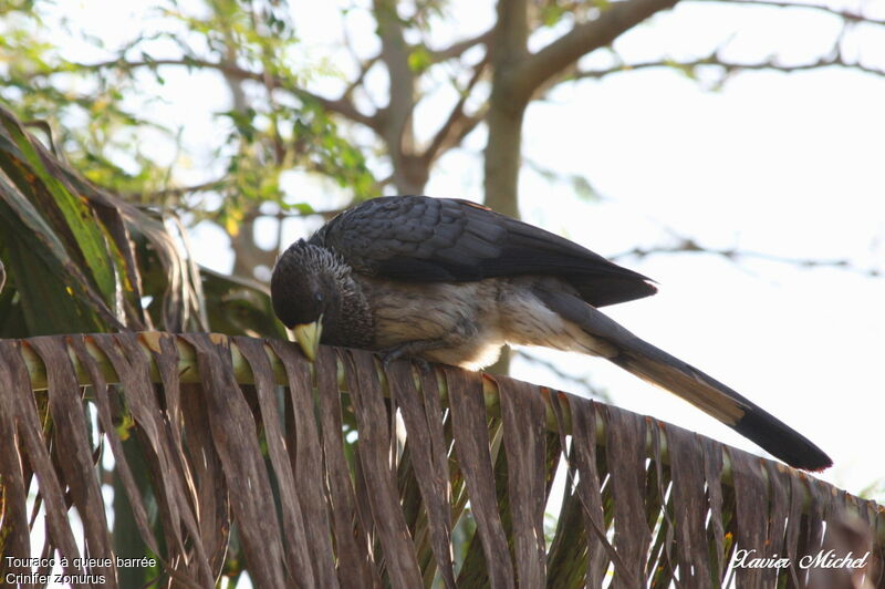 Eastern Plantain-eater