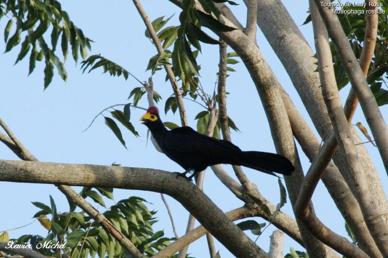 Touraco de Lady Ross