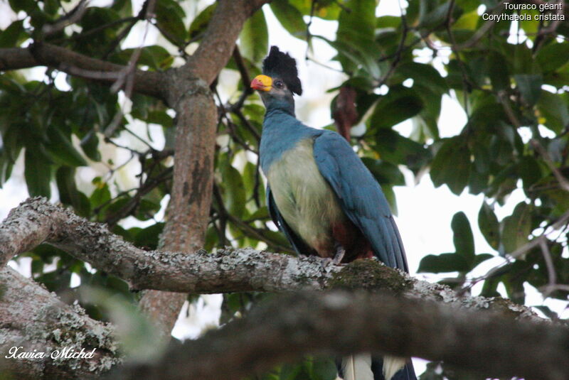 Touraco géant, identification