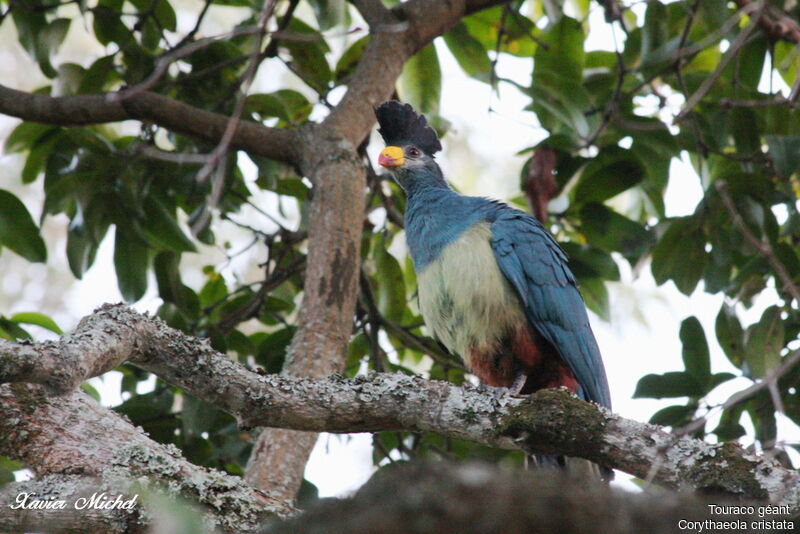 Touraco géant, identification