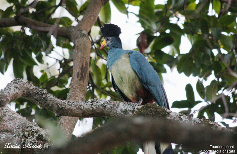 Great Blue Turaco, identification