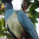 Touraco géant